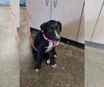 Small #4 Great Pyrenees Mix
