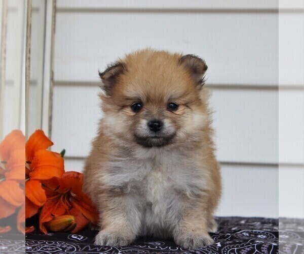 Medium Photo #5 Pomeranian Puppy For Sale in EAST EARL, PA, USA
