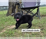 Puppy Black WC Labrador Retriever