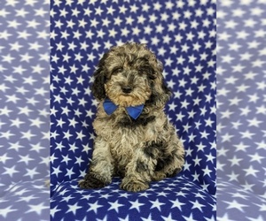 Cock-A-Poo-Poodle (Miniature) Mix Puppy for sale in LINCOLN UNIVERSITY, PA, USA