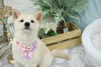 Small Photo #7 Shiba Inu Puppy For Sale in SAN JOSE, CA, USA
