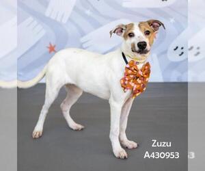 Labrador Retriever-Unknown Mix Dogs for adoption in Conroe, TX, USA