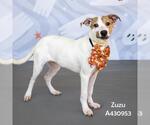 ZUZU - Female Labrador Retriever-Unknown Mix Dog for Adoption - Small photo