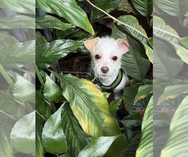 Medium Photo #2 Malchi Puppy For Sale in Mundelein, IL, USA