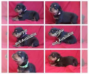 Rottweiler Puppy for sale in SHARON, TN, USA
