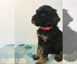 Small Photo #12 Poodle (Standard) Puppy For Sale in ELMWOOD, WI, USA