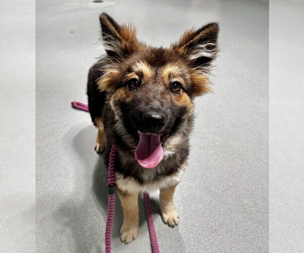 Medium Photo #3 German Shepherd Dog Puppy For Sale in Salinas, CA, USA