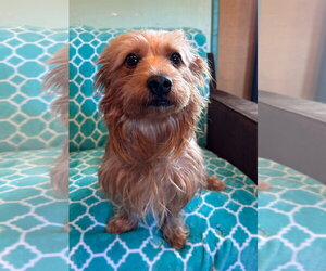 Mutt Dogs for adoption in Pacolet, SC, USA