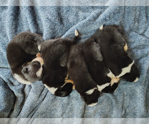 Medium Photo #1 Border Collie Puppy For Sale in NORBORNE, MO, USA