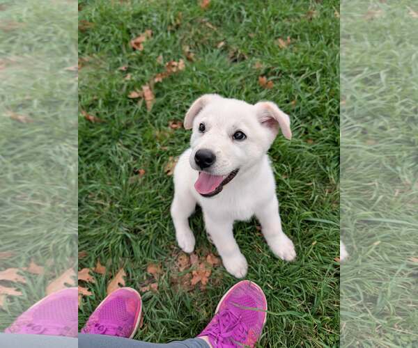 Medium Photo #8 German Shepherd Dog-Great Pyrenees Mix Puppy For Sale in Dallas, TX, USA