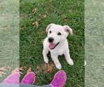 Small #7 German Shepherd Dog-Great Pyrenees Mix