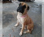 Small #19 Bullmastiff