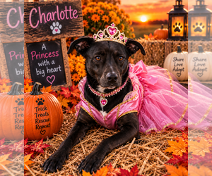 Labrador Retriever-Unknown Mix Dogs for adoption in Garner, NC, USA