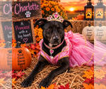 Small #3 Breeder Profile image