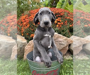 Great Dane Puppy for sale in MIDDLEBURY, IN, USA