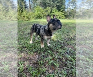 French Bulldog Puppy for sale in CLEWISTON, FL, USA