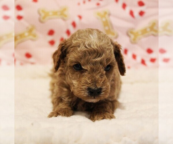 Medium Photo #9 Poodle (Toy) Puppy For Sale in COATESVILLE, PA, USA
