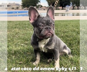 French Bulldog Puppy for sale in VICTORVILLE, CA, USA