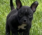 Puppy 3 American Bully