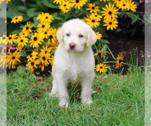 Medium Photo #1 Labradoodle Puppy For Sale in LEBANON, PA, USA