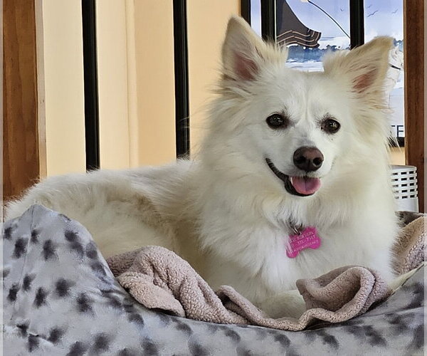 Medium Photo #2 American Eskimo Dog Puppy For Sale in Pikesville, MD, USA