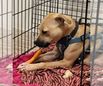 Small #14 American Pit Bull Terrier Mix