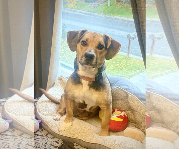 Medium Photo #2 Beagle-Unknown Mix Puppy For Sale in Anchorage, AK, USA