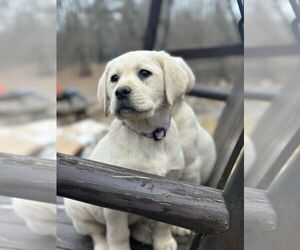 Labrador Retriever Puppy for sale in NEWPORT, ME, USA