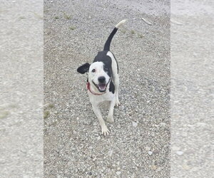 Cova - Female Mutt Dog for Adoption - Photo #5