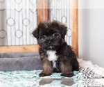 Small Photo #3 Shorkie Tzu Puppy For Sale in NAPLES, FL, USA