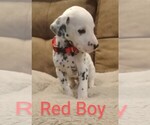 Puppy 10 Dalmatian