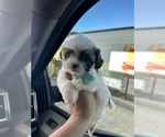 Small Photo #7 Maltipoo Puppy For Sale in ALBUQUERQUE, NM, USA