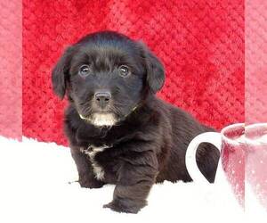 Pembroke Welsh Corgi-Poodle (Miniature) Mix Puppy for sale in LANCASTER, PA, USA