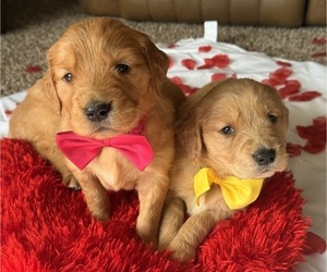 Golden Retriever Puppy for Sale in BAKERSFIELD, California USA