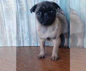 Pug Puppy for sale in NILES, MI, USA
