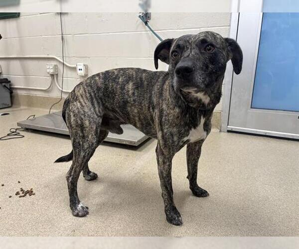 Medium Photo #1 American Staffordshire Terrier-Unknown Mix Puppy For Sale in Grand Prairie, TX, USA