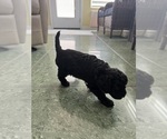 Small #4 Cavapoo-Poodle (Toy) Mix