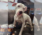 Small #17 American Pit Bull Terrier Mix