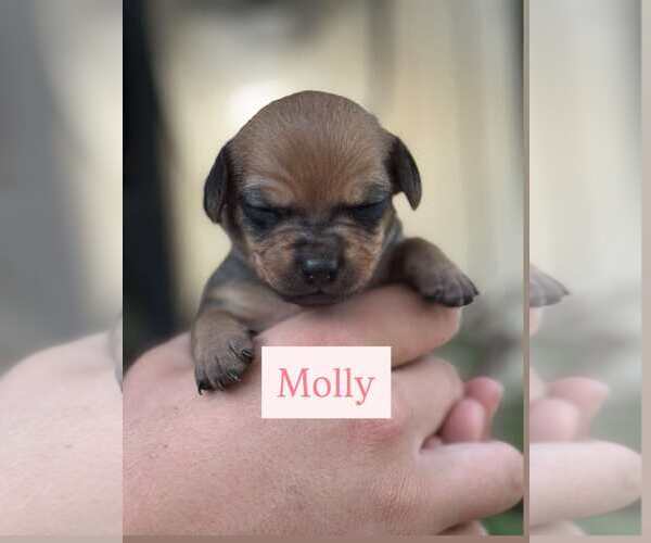 Medium Photo #8 Chiweenie Puppy For Sale in Corona, CA, USA