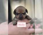 Small #7 Chiweenie