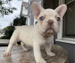 Puppy Brain French Bulldog