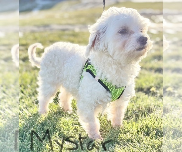 Medium Photo #1 Maltese Puppy For Sale in ROCK STREAM, NY, USA