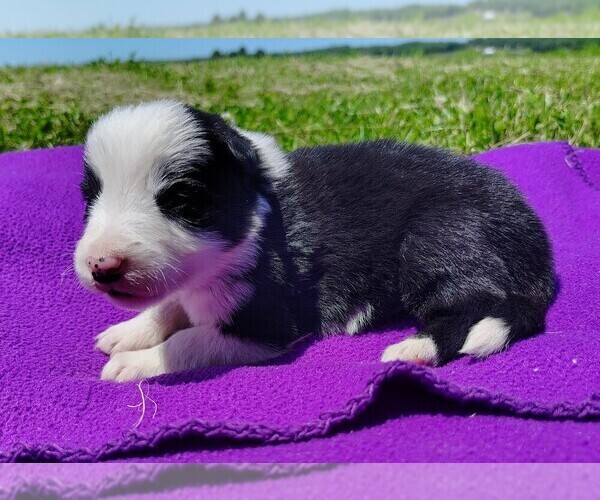 Medium Photo #21 Border Collie Puppy For Sale in NORBORNE, MO, USA