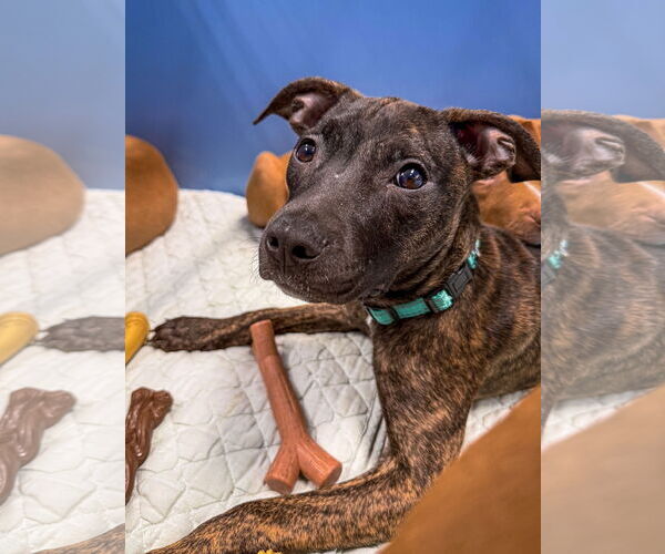 Medium Photo #14 Mutt Puppy For Sale in Philadelphia, PA, USA
