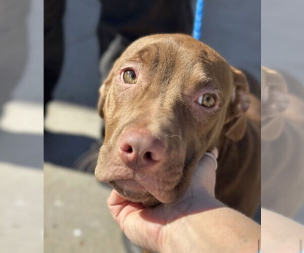 Medium Photo #4 Labrador Retriever-Unknown Mix Puppy For Sale in Canton, CT, USA