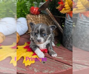 Chihuahua Puppy for sale in LEBANON, PA, USA