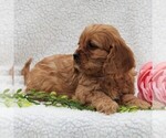 Small Photo #6 Cavapoo Puppy For Sale in HONEY BROOK, PA, USA