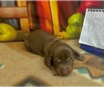 Small #26 Dachshund