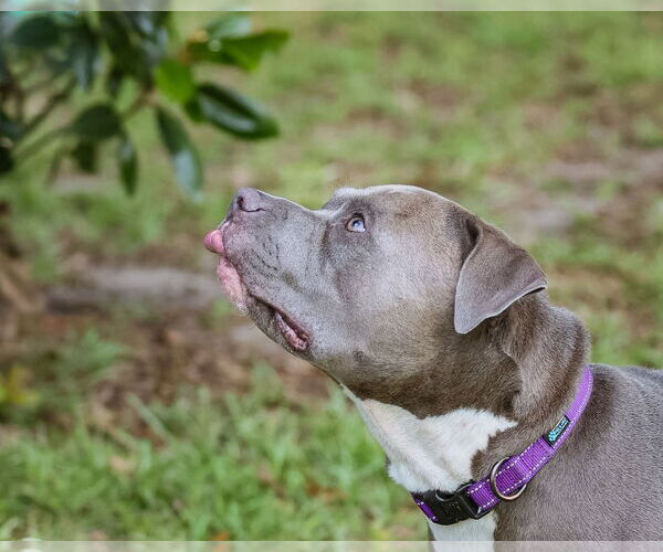 Medium Photo #12 Mutt Puppy For Sale in  Gainesville, FL, USA
