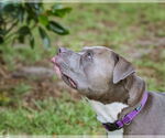 Small #11 Mutt